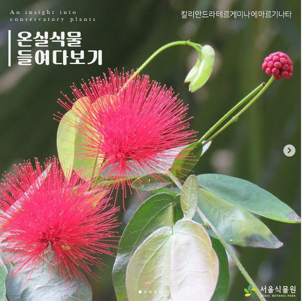 서울식물원의 온실식물 들여다보기