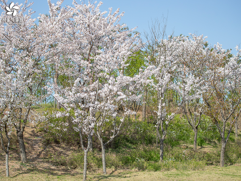 왕벚나무 사진 5