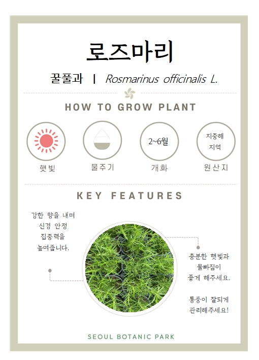 로즈마리/ 꿀풀과/ Rosmarinus officinalis L./ HOW TO GROW PLANT/ 햇빛 : 많이/ 물주기 : 1단계/ 개화 : 2~6월/ 원산지 : 지중해 지역/ KEY FEATURES/ 강한 향을 내며 신경 안정 집중력을 높여줍니다./ 충분한 햇빛과 물빠짐이 좋게해주세요./ 통풍이 잘되게 관리해주세요/ SEOUL BOTANIC PARK