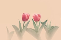 서울식물원 기획전 <The Tulip> 이미지01