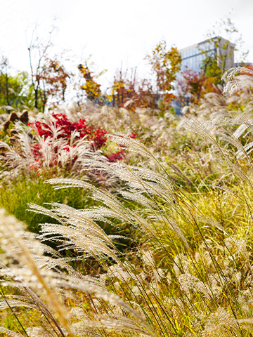 Autumn at Seoul Botanical Garden02