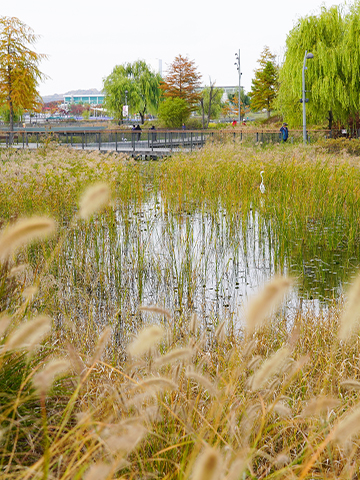 Autumn at Seoul Botanical Garden03