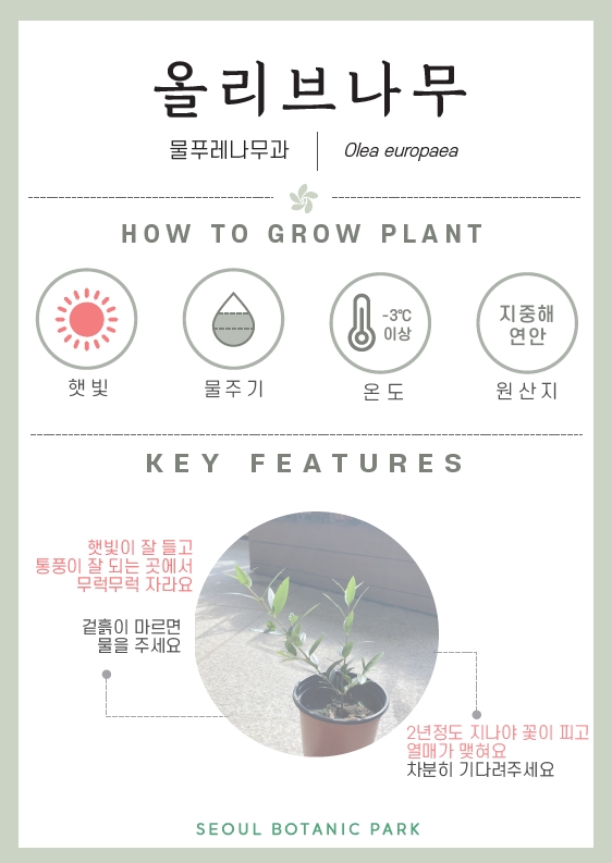 올리브나무/ 물푸레나무과/ Olea europaea/ HOW TO GROW PLANT/ 햇빛 :많이/ 물주기 : 2단계/ 온도 : -3도 이상/ 원산지 : 지중해 연안/ KEY FEATURES/ 햇빛이 잘 들고 통풍이 잘 되는 곳에서 무럭무럭 자라요/ 겉흙이 마르면 물을 주세요/ 2년정도 지나야 꽃이 피고 열매가 맺혀요 차분히 기다려주세요/ SEOUL BOTANIC PARK