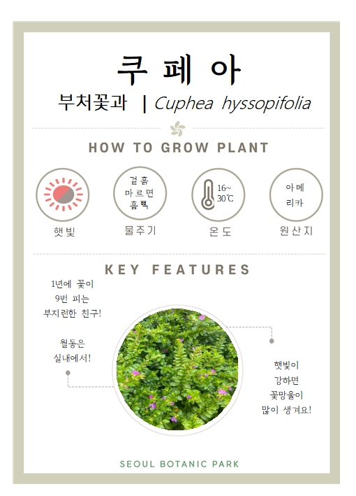 쿠페아/ 부처꽃과/ Cuphea hyssopifolia/ HOW TO GROW PLANT/ 햇빛 : 중간/ 물주기 : 겉흙 마르면 흠뻑/ 온도 : 16도~30도/ 원산지 : 아메리카/ KEY FEATURES/ 1년에 꽃이 9번 피는 부지런한 친구/ 월동은 실내에서/ 햇빛이 강하면 꽃망울이 많이 생겨요/ SEOUL BOTANIC PARK