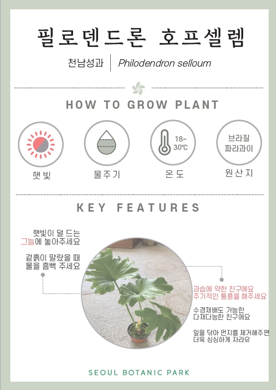 필로덴드론 호프셀렘/ 천남성과/ Philodendron selloum/ HOW TO GROW PLANT/ 햇빛 : 중간/ 물주기 : 2단계/ 온도 : 18도~30도/ 원산지 : 브라질, 파라과이/ KEY FEATURES/ 햇빛이 덜 드는 그늘에 놓아주세요, 겉흙이 말랐을 때 물을 흠뻒 주세요/ 과습에 약한 친구에요 주기적인 통풍을 해주세요/ 수경재배도 가능한 다재다능한 친구에요/ 잎을 닦아 먼지를 제거해주면 더욱 싱싱하게 자라요/ SEOUL BOTANIC PARK