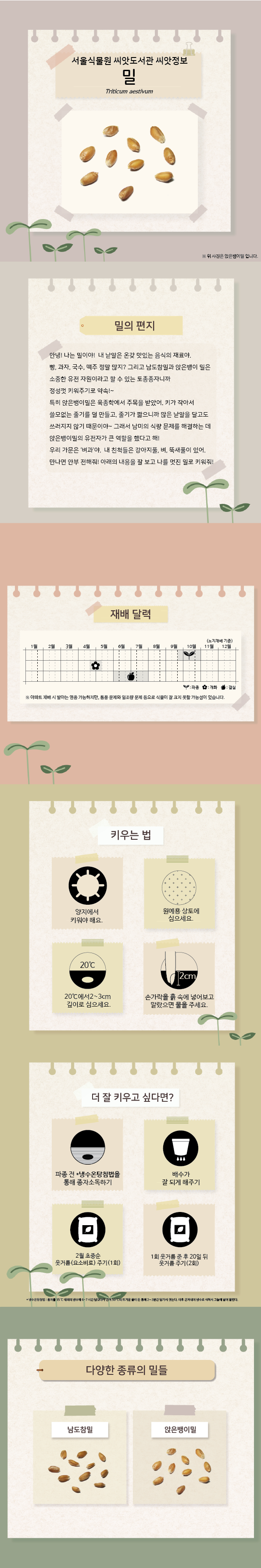 서울식물원 씨앗도서관 씨앗정보
밀
위 사진은 앉은뱅이밀 입니다.

밀의 편지
안녕! 나는 밀이야! 내 낟알은 온갖 맛있는 음식의 재료야. 빵, 과자, 국수, 맥주 정말 많지? 그리고 남도참밀과 앉은뱅이 밀은 소중한 유전 자원이라고 할 수 있는 토종종자니까 정성껏 키워주기로 약속!~ 특히 앉은뱅이밀은 육종학에서 주목을 받았어. 키가 작아서 쓸모없는 줄기를 덜 만들고, 줄기가 짧으니까 많은 낟알을 달고도 쓰러지지 않기 때문이야~ 그래서 남미의 식량 문제를 해결하는 데 앉은뱅이밀의 유전자가 큰 역할을 했다고 해! 우리 가문은 ‘벼과’야. 내 친척들은 강아지풀, 벼, 뚝새풀이 있어. 만나면 안부 전해줘! 아래의 내용을 잘 보고 나를 멋진 밀로 키워줘!

재배달력(노지재배 기준)
파종 : 9월말~10월, 개화 : 4월말~5월초, 결실 : 6월~7월
아파트 재배 시 발아는 연중 가능하지만, 통풍 문제와 일조량 문제 등으로 식물이 잘 크지 못할 가능성이 있습니다.

키우는 법
양지에서 키워야 해요.
원예용 상토에 심으세요.
20도에서 2~3센티미터 깊이로 심으세요.
손가락을 흙 속에 넣어보고 말랐으면 물을 주세요.

더 잘 키우고 싶다면?
파종 전 냉수온탕침법을 통해 종자소독하기
냉수온탕침법 : 종자를 15도 내외의 냉수에 6~7시간 담갔다가 건져 50도의 뜨거운 물이 든 통에 2~3분간 담가서 젓는다. 이후 건저내어 냉수로 식혀서 그늘에 널어 말린다.
배수가 잘 되게 해주기
2월 초중순 웃거름(요소비료) 주기(1회)
1회 웃거름 준 후 20일 뒤 웃거름 주기(2회)

다양한 종류의 밀들 : 남도참밀, 앉은뱅이밀
