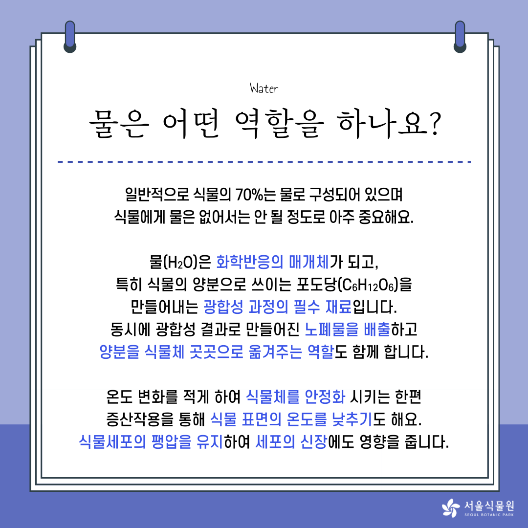Water
물은 어떤 역할을 하나요? 
일반적으로 식물의 70%는 물로 구성되어 있으며 
식물에세 물은 없어서는 안 될 정도로 아주 중요해요. 
문(H2O)은 화학반응의 매개체가 되고, 
특히 식물의 양분으로 쓰이는 포도당(C6H12O6)을 
만들어내는 광합성 과정의 필수 재료입니다. 
동시에 광합성 결과로 만들어진 노폐물을 배출하고 
양분을 식물체 곳곳으로 옮겨주는 역할도 함께 합니다. 
온도 변화를 적게 하여 식물체를 안정화 시키는 한편 
증산작용을 통해 식물 표면의 온도를 낮추기도 해요. 
식물세표의 팽압을 유지하여 세포의 신장에도 영향을 줍니다. 
