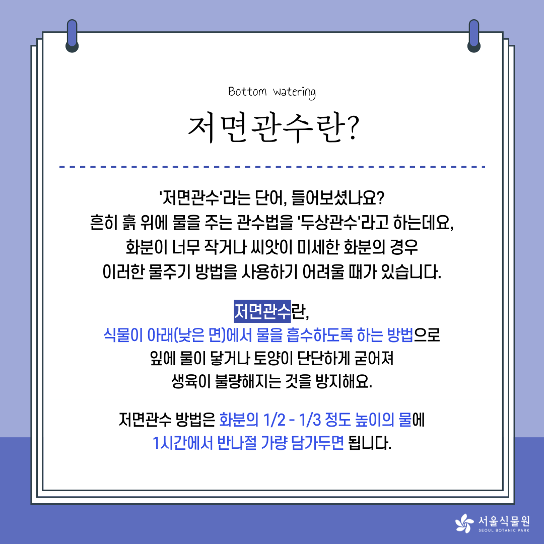 Bottom watering 
저면관수란? 
`저면관수`라는 단어, 들어보셨나요? 
흔히 흙 위에 물을 주는 관수법을 `두상관수`라고 하는데요, 
화분이 너무 작거나 씨앗이 미세한 화분의 경우 
이러한 물주기 방법을 사용하기 어려울 때가 있습니다. 
저면관수란, 
식물이 아래(낮은 면)에서 물을 흡수하도록 하는 방법으로 
잎에 물이 닿거나 토양이 단단하게 굳어져 
생육이 불량해지는 것을 방지해요. 
저면관수 방법은 화분의 1/2 - 1/3 정도 높이의 물에 
1시간에서 반나절 가량 담가두면 됩니다. 