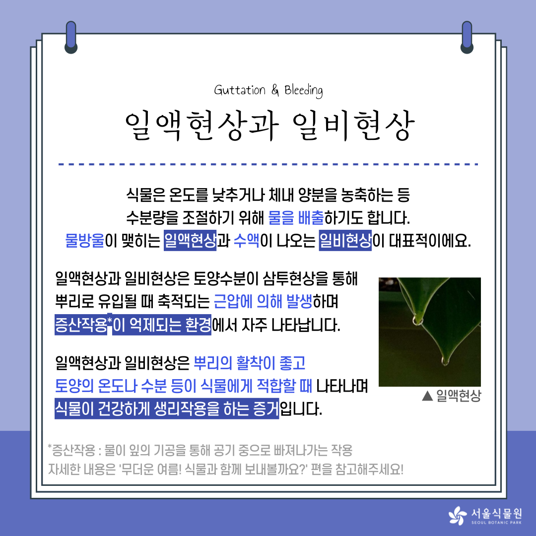 Guttation & Bleeding
일액현상과 일비현상 
식물은 온도를 낮추거나 체내 양분을 농축하는 등 
수분량을 조절하기 위해 물을 배출하기도 합니다. 
물방울이 맺히는 일액현상과 수액이 나오는 일비현상이 대표적이에요. 
일액현상과 일비현상은 토양수분이 삼투현상을 통해 
뿌리로 유입될 때 축적되는 근압에 의해 발생하며 
*증산작용이 억제되는 환경에서 자주 나타납니다. 
일액현상과 일비현상은 뿌리의 활착이 좋고 
토양의 온도나 수분 등이 식물에게 적합할 때 나타나며 
식물이 건강하게 생리작용을 하는 증거입니다. 
*증산작용 : 물이 잎의 기공을 통해 공기 중으로 빠져나가는 작용 
자세한 내용은 `무더운 여름! 식물과 함께 보내볼까요?`편을 참고해주세요!