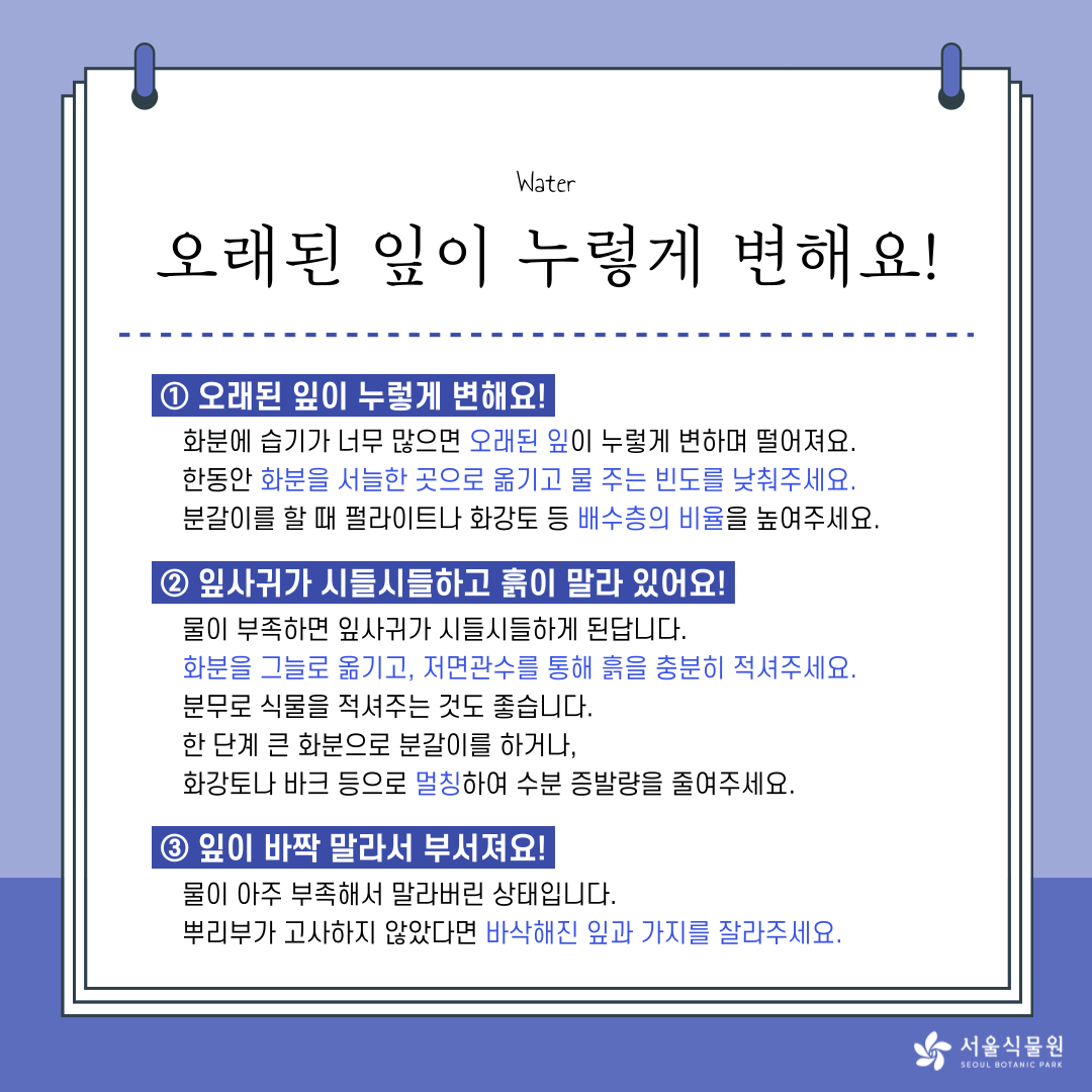 Water 
오래된 잎이 누렇게 변해요! 
1. 오래된 잎이 누렇게 변해요! 
화분에 습기가 너무 많으면 오래된 잎이 누렇게 변하며 떨어져요. 
한동안 화분을 서늘한 곳으로 옮기고 물 주는 빈도를 낮춰주세요. 
분갈이를 할 때 펄라이트나 화강토 등 배수층의 비율을 높여주세요. 
2. 잎사귀가 시들시들하고 흙이 말라 있어요! 
물이 부족하면 잎사귀가 시들시들하게 된답니다. 
화분을 그늘로 옮기고, 저면관수를 통해 흙을 충분히 적셔주세요. 
분무로 식물을 적셔주는 것도 좋습니다. 
한 단계 큰 화분으로 분갈이를 하거나, 
화강토나 바크 등으로 멀칭하여 수분 증발량을 줄여주세요. 
3. 잎이 바짝말라서 부서져요! 
물이 아주 부족해서 말라버린 상태입니다. 
뿌리부가 고사하지 않았다면 바삭해진 잎과 가지를 잘라주세요. 