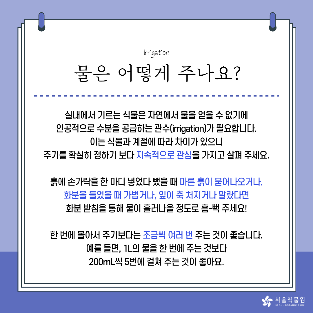 Irrigation
물은 어떻게 주나요? 
실내에서 기르는 식물은 자연에서 물을 얻을 수 없기에 
인공적으로 수분을 공습하는 관수(irrigation)가 필요합니다. 
이는 식물과 계절에 따라 차이가 있으니 
주기를 확실히 정하기 보다 지속적으로 관심을 가지고 살펴 주세요. 
홁에 손가락을 한 마디 넣었다 뺐을 때 마른 흙이 묻어나오거나, 
화분을 들었을 때 가볍거나, 잎이 축 처지거나 말랐다면 
화분 받침을 통해 물이 흘러나올 정도로 흠-뻑 주세요! 
한 번에 몰아서 주기보다는 조금씩 여러 번 주는 것이 좋습니다. 
예을 들면, 1L의 물을 한 번에 주는 것보다 
200mL 씩 5번에 걸쳐 주는 것이 좋아요. 