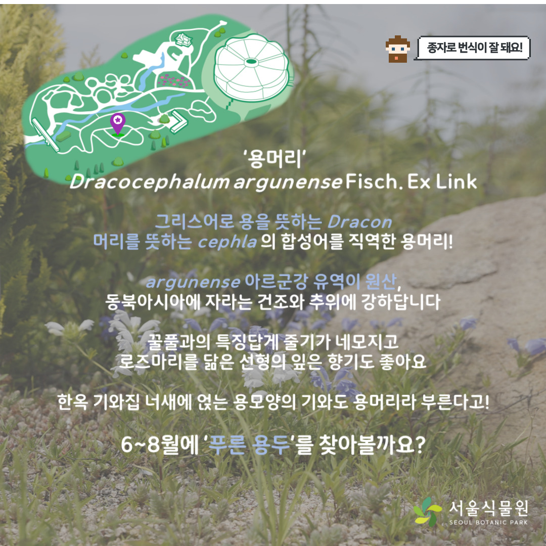 종자로 번식이 잘 돼요. 용머리 위치 지도
용머리
그리스어로 용을 뜻하는 Dracon, 머리를 뜻하는 cephla의 합성어를 직역한 용머리
argunense 아르군강 유역이 원산, 동북아시아에 자라는 건조와 추위에 강하답니다.
꿀풀과의 특징답게 줄기가 네모지고 로즈마리를 닮은 선형의 잎은 향기도 좋아요.
한옥 기와집 너새에 얹는 용모양의 기와도 용머리라 부른다고.
6~8월에 ‘푸른 용두’를 찾아볼까요?