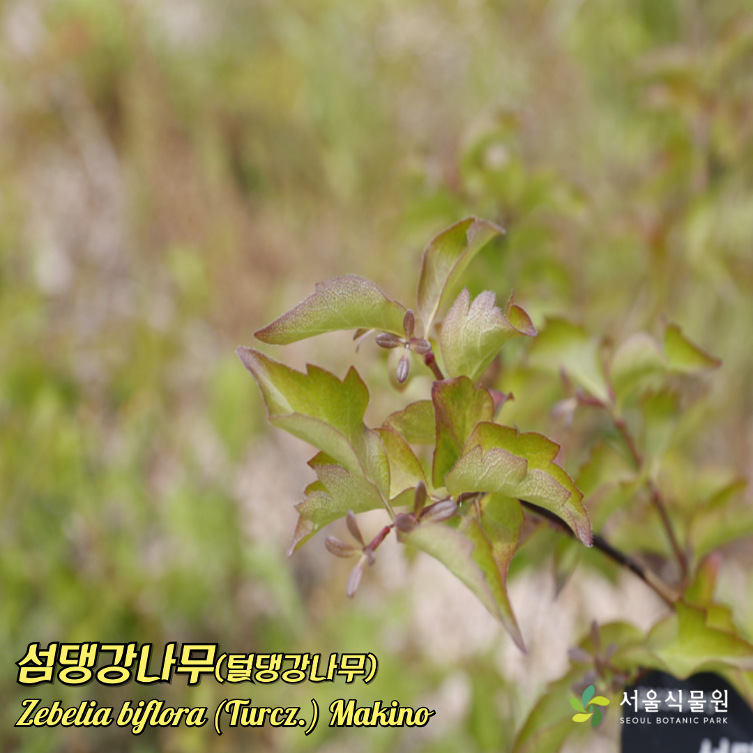 섬댕강나무(털댕강나무) 사진