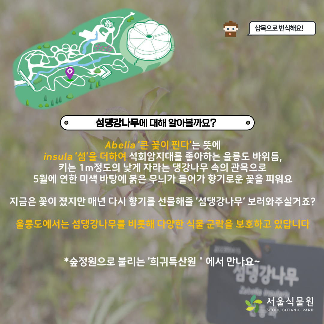 삽목으로 번식해요, 선댕강나무 위치 지도
섬댕강나무에 대해 알아볼까요?
Abelia ‘큰 꽃이 핀다’는 뜻에 insula ‘섬’을 더하여 석회암지대를 좋아하는 울릉도 바위틈, 키는 1m 정도의 낮게 자라는 댕강나무 속의 관목으로 5월에 연한 미색 바 탕에 붉은 무늬가 들어가 향기로운 꽃을 피워요.
지금은 꽃이 졌지만 매년 다시 향기를 선물해줄 ‘섬댕강나무’ 보러와주실거죠?
울릉도에서는 섬댕강나무를 비롯해 다양한 식물 군락을 보호하고 있답니다.
숲정원으로 불리는 ‘희귀특산원’에서 만나요