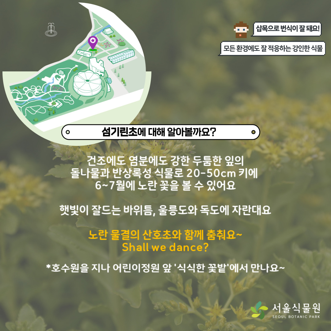 삽목으로 번식이 잘돼요, 모든 환경에도 잘 적응하는 강인한 식물, 섬기린초 위치 지도
섬기린초에 대해 알아볼까요?
건조에도 염분에도 강한 두툼한 잎의 돌나물과 반상록성 식물로 20-50cm키에 6~7월에 노란 꽃을 볼 수 있어요.
햇빛이 잘드는 바위틈, 울릉도와 독도에 자란대요.
노란 물결의 산호초와 함께 춤춰요. Shall we dance?
호수원을 지나 어린이정원 앞 ’식식한 꽃밭’에서 만나요.