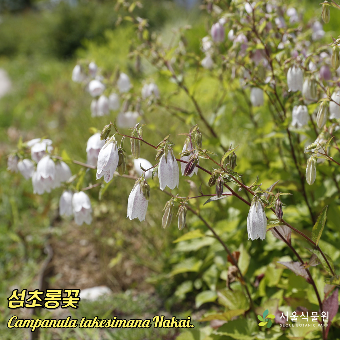섬초롱꽃 사진