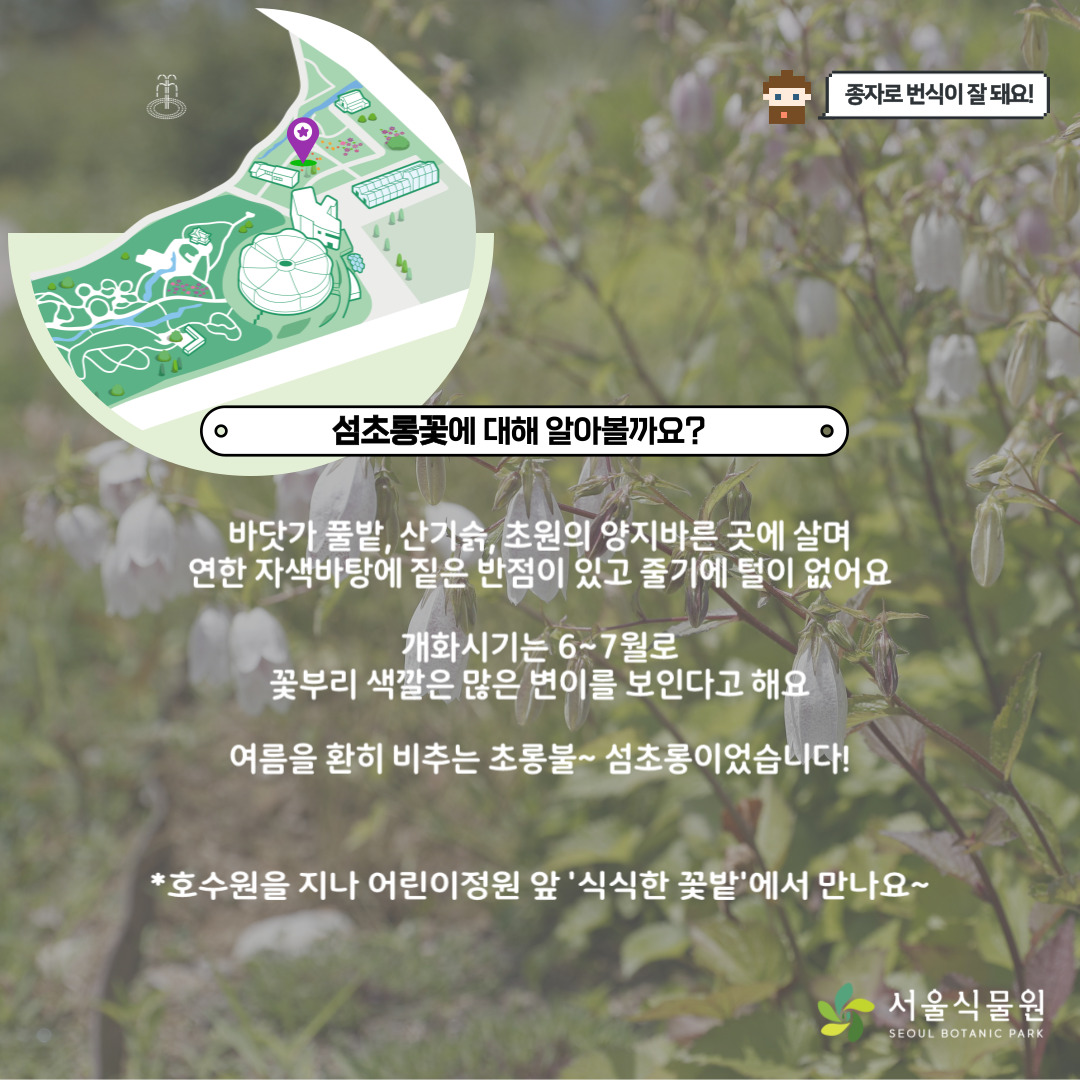 종자로 번식이 잘 돼요. 섬초롱꽃 위치 지도
섬초롱꽃에 대해 알아볼까요?
바닷가 풀밭, 산기슭, 초원의 양지바른 곳에 살며 연한 자색바탕에 짙은 반점이 있고 줄기에 털이 없어요.
개화시기는 6~7월로 꽃부리 색깔은 많은 변이를 보인다고 해요.
여름을 환히 비추는 초롱불~ 섬초롱이었습니다.
호수원을 지나 어린이정원 앞 ‘식식한 꽃밭’에서 만나요.