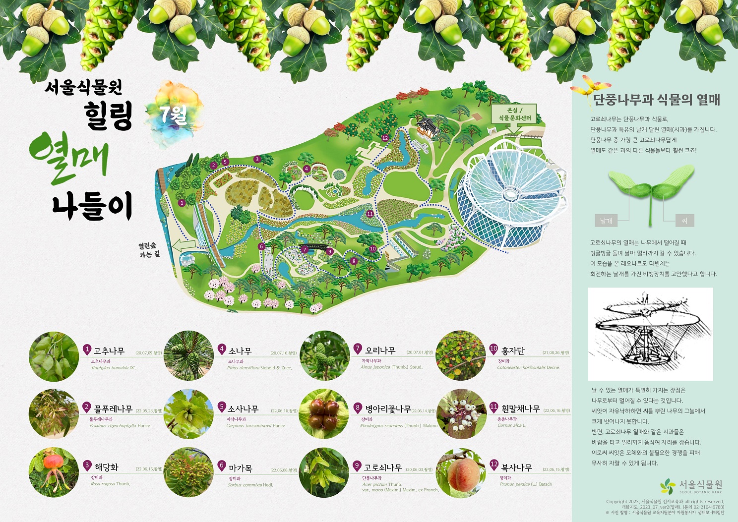 서울식물원 7월 힐링 열매 나들이 1.	고추나무 2.	물푸레나무 3.	해당화 4.	소나무 5.	소사나무 6.	마가목 7.	오리나무 8.	병아리꽃나무 9.	고로쇠나무 10.	홍자단 11.	흰말채나무 12.	복사나무 단풍나무과 식물의 열매: 고로쇠나무는 단풍나무과 식물로, 단풍나무과 특유의 날개 달린 여램(시과)를 가집니다. 단풍나무 중 가장 큰 고로쇠나무답게 열매도 같은 과의 다른 식물들보다 훨씬 크죠. 날개 씨 이미지. 고로쇠나무의 열매는 나무에서 떨어질 때 빙글빙글 돌며 날아 멀리까지 갈 수 있습니다. 이 모습을 본 레오나르도 다빈치는 회전하는 날개를 가진 비행장치를 고안했다고 합니다. 비행장치 이미지. 날 수 있는 열매가 특별히 가지는 장점은 나무로부터 멀어질 수 있다는 것입니다. 씨앗이 자유낙하하면 씨를 뿌린 나무의 그늘에서 크게 벗어나지 못합니다. 반면, 고로쇠나무 열매와 같은 시과들은 바람을 타고 멀리까지 움직여 자리를 잡습니다. 이로써 씨앗은 모체와의 불필요한 경쟁을 피해 무사히 자랄 수 있게 됩니다.