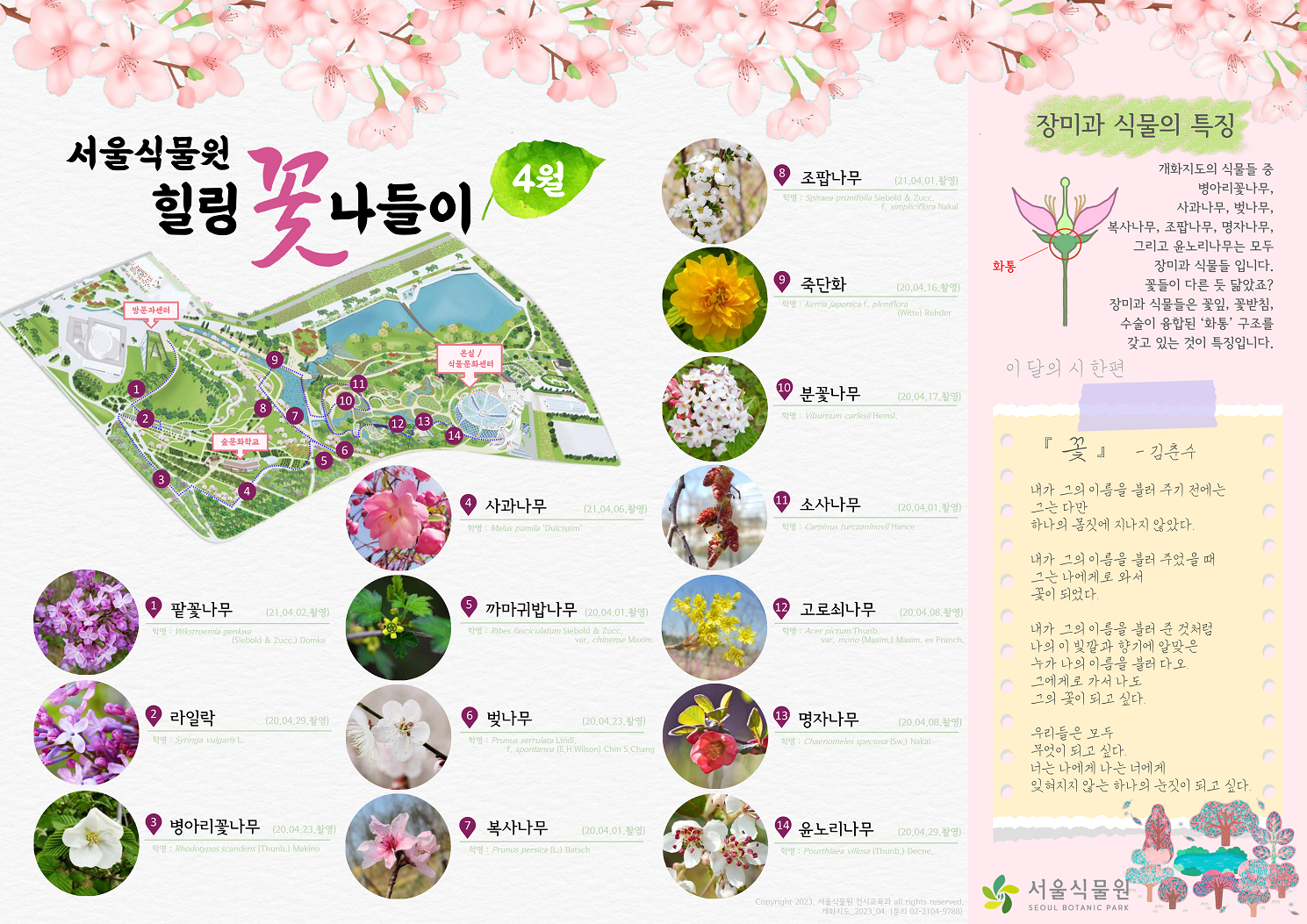 서울식물원 힐링 꽃 나들이 4월 1. 팥꽃나무 2. 라일락 3. 병아리꽃나무 4. 사과나무 5. 까마귀밥나무 6. 벚나무 7. 복사나무 8. 조팝나무 9. 죽단화 10. 분꽃나무 11. 소사나무 12. 고로쇠나무 13. 명자나무 14. 윤노리나무 장미과 식물의 특징 : 개화지도의 식물들 중 병아리꽃나무, 사과나무, 벚나무, 복사나무, 조팝나무, 명자나무, 그리고 윤노리나무는 모두 장미과 식물들 입니다. 꽃들이 다른 듯 닮았죠? 장미과 식물들은 꽃잎, 꽃받침, 수술이 융합된 화통 구조를 갖고 있는 것이 특징입니다. 화통 위치 이미지. 이달의 시 한편 꽃 김춘수 내가 그의 이름을 불러 주기 전에는 그는 다만 하나의 몸짓에 지나지 않았다. 내가 그의 이름을 불러 주었을 때 그는 나에게로 와서 꽃이 되었다. 내가 그의 이름을 불러 준 것처럼 나의 이 빛깔과 향기에 알맞은 누가 나의 이름을 불러다오. 그에게로 가서 나도 그의 꽃이 되고 싶다. 우리들은 모두 무엇이 되고 싶다. 너는 나에게 나는 너에게 잊혀지지 않는 하나의 눈짓이 되고 싶다.