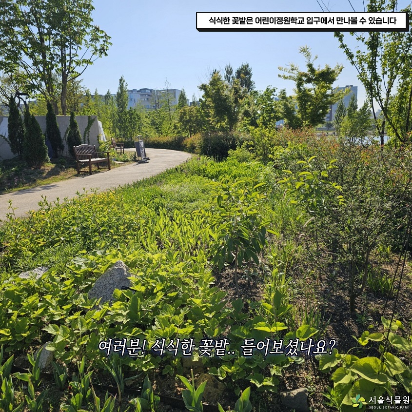 식식한 꽃밭은 어린이정원학교 입구에서 만나볼 수 있습니다. 여러분! 식식한 꽃밭.. 들어보셨나요?