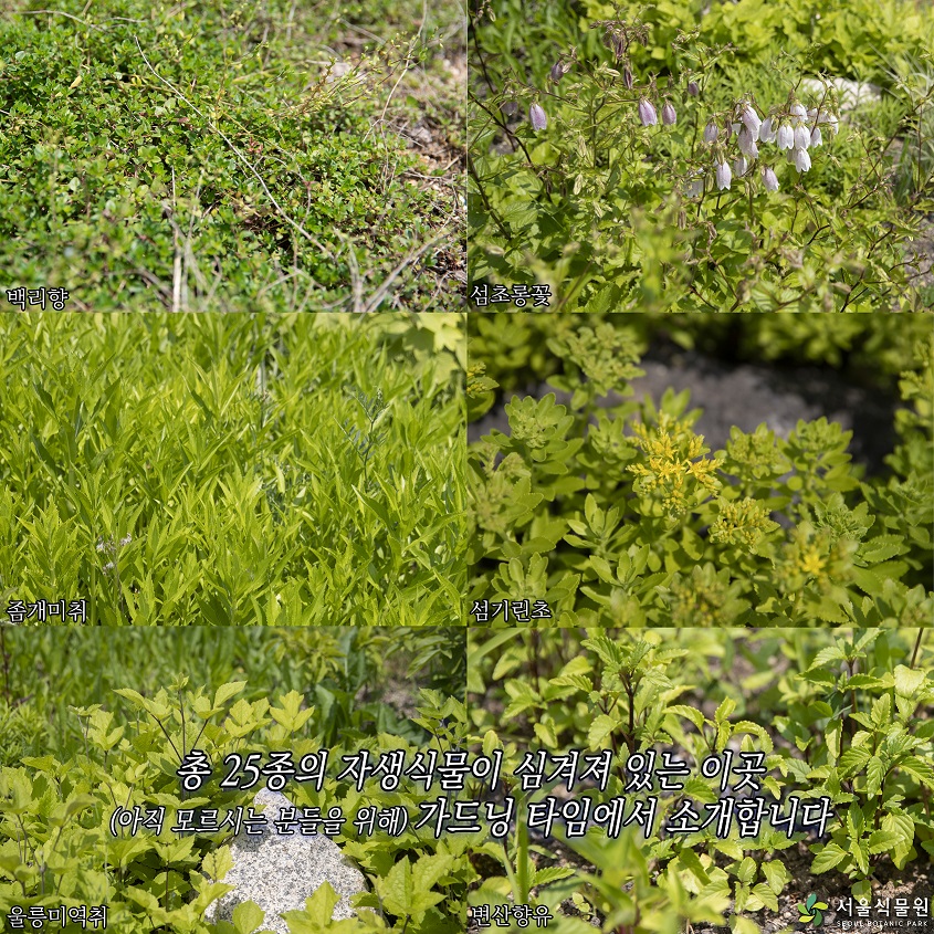 백리향, 섬초롱꽃, 좀개미취, 섬기린초, 울릉미역취, 변산향유 총 25종의 자생식물이 심겨져 있는 이곳 (아직 모르시는 분들을 위해) 가드닝 타임에서 소개합니다.