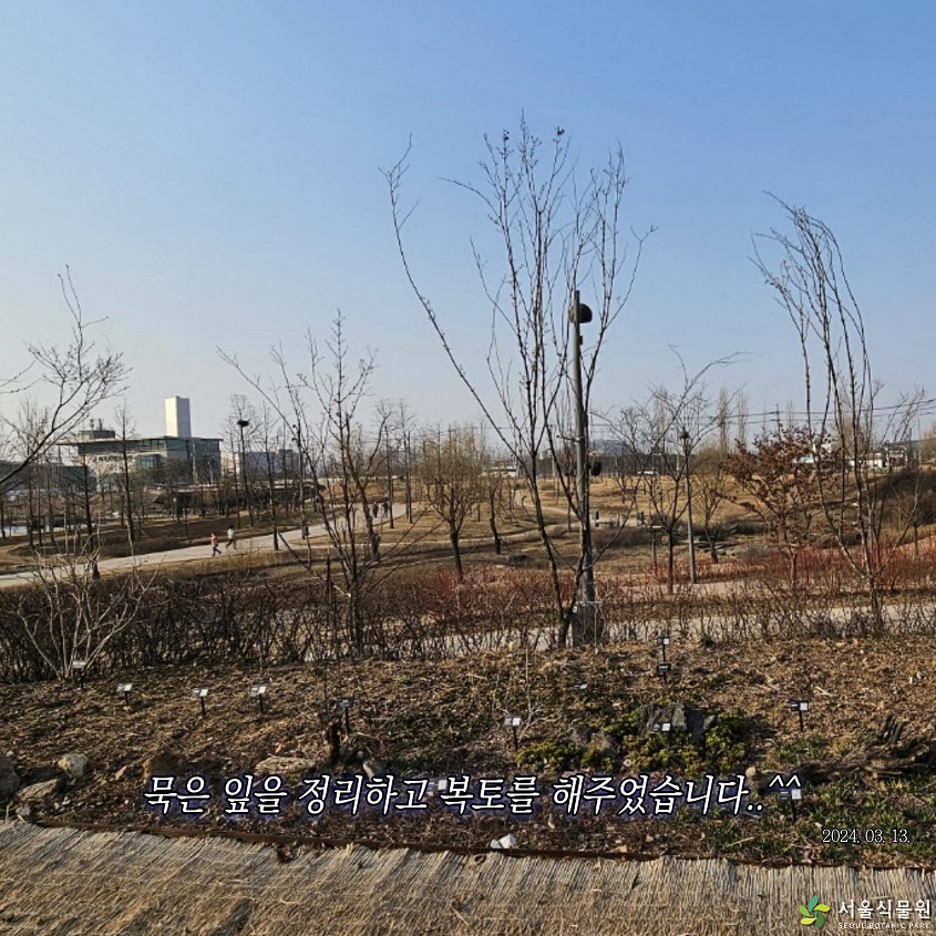 묵은 잎을 정리하고 복토를 해주었습니다.. 2024.03.13.