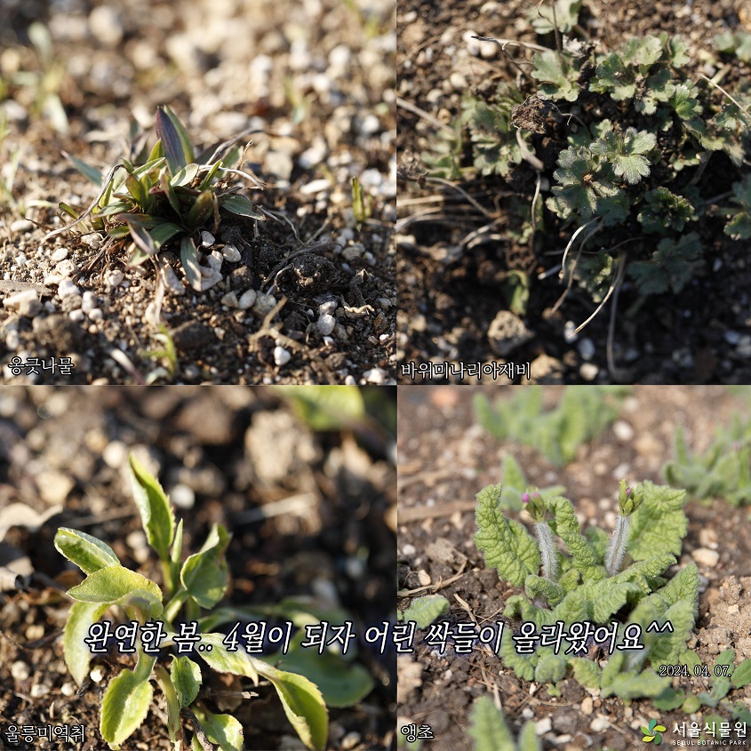 옹긋나물, 바위미나리아재비, 울릉미역취, 앵초 
완연한 봄.. 4월이 되자 어린 싹들이 올라왔어요. 2024.04.07.