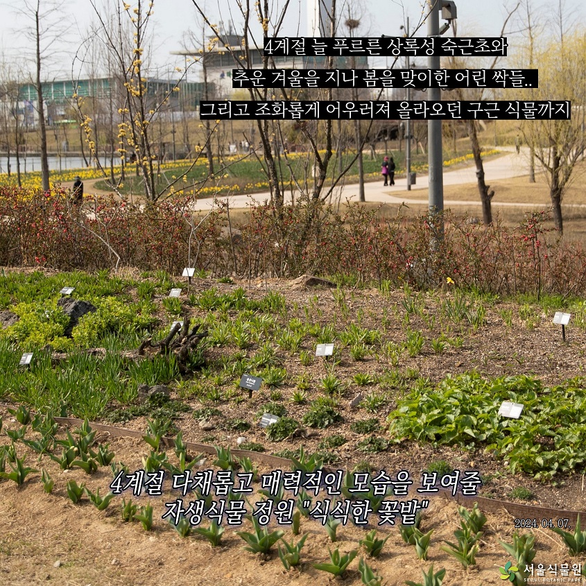 4계절 늘 푸르른 상록성 숙근초와 추운 겨울을 지나 봄을 맞이한 어린 싹들.. 그리고 조화롭게 어우러져 올라오던 구근 식물까지
4계절 다채롭고 매력적인 모습을 보여줄 자생식물 정원 “식식한 꽃밭” 2024.04.07.