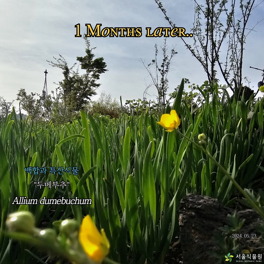 1 Months Later..
백합과 특산식물 “두메부추” Allium dumebuchum 2024.05.23.” Ranunculus crucilobus 2024.05.23.