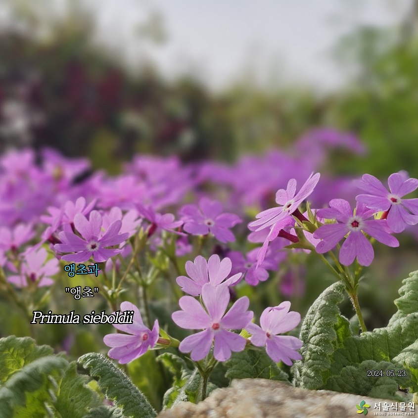 앵초과 “앵초” Primula sieboldii 2024.05.23.