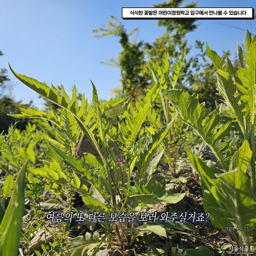 식식한 꽃밭은 어린이정원학교 입구에서 만나볼 수 있습니다. 여름의 또 다른 모습을 보러 와주실거죠? 2024.05.23.