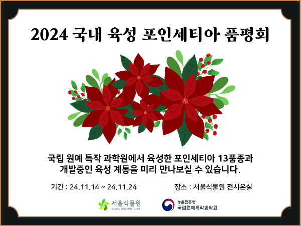 2024 국내 육성 포인세티아 품평회, 국립 원예 특작 과학원에서 육성한 포인세티아 13품종과 개발중인 육성 계통을 미리 만나보실 수 있습니다. 기간: 24.11.14~24.11.24, 장소: 서울식물원 전시온실, 서울식물원, 농촌진흥청 국립원예특작과학원