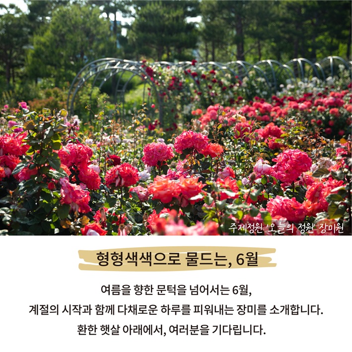 주제정원 ‘오늘의 정원’ 장미원 사진, 형형색색으로 물드는, 6월, 여름을 향한 문턱을 넘어서는 6월, 계절의 시작과 함께 다채로운 하루를 피워내는 장미를 소개합니다. 환한 햇살 아래에서, 여러분을 기다립니다.