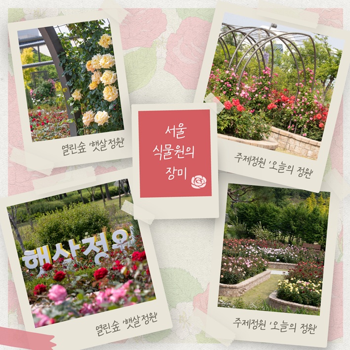 서울식물원의 장미, 열린숲-햇살정원, 주제정원-오늘의 정원, 열린숲-햇살정원, 주제정원-오늘의 정원의 장미사진