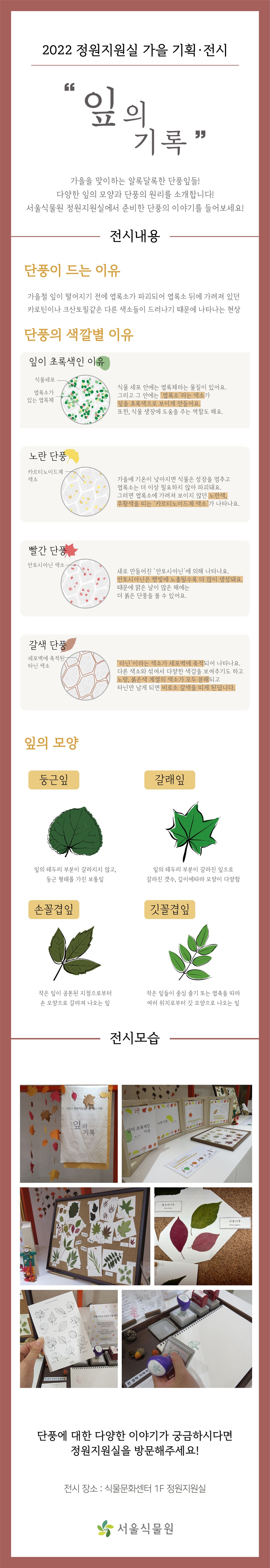 2022 정원지원실 가을 기획 전시 잎의 기록
가을을 맞이하는 알록달록한 단풍잎들! 다양한 잎의 모양과 단풍의 원리를 소개합니다! 서울식물원 정원지원실에서 준비한 단풍의 이야기를 들어보세요!
전시내용 단풍이 드는 이유, 가을철 잎이 떨어지기 전에 엽록소가 파괴되어 엽록소 뒤에 가려져 있던 카로틴이나 크산토필 같은 다른 색소들이 드러나기 때문에 나타나는 현상. 단풍의 색깔별 이유 잎이 초록색인 이유 식물 세포 안에는 엽록체라는 물질이 있어요. 그리고 그 안에는 엽록소라는 색소가 잎을 초록색으로 보이게 만들어요. 또한, 식물 생장에 도움을 주는 역할도 해요. 노란단풍 가을에 기온이 낮아지면 식물은 성장을 멈추고 엽록소는 더 이상 필요하지 않아 파괴돼요. 그러면 엽록소에 가려져 보이지 않던 노란색, 주황색을 띠는 카르티노이드계 색소가 나타나요. 빨간단풍 새로 만들어진 안토시아닌에 의해 나타나요. 안토시아닌은 햇빛에 노출될수록 더 많이 생성돼요. 때문에 맑은 날이 많은 해에는 더 붉은 단풍을 볼 수 있어요. 갈색단풍 타닌이라는 색소가 세포벽에 축적되어 나타나요. 다른 색소와 섞여서 다양한 색감을 보여주기도 하고 노랑, 붉은색 계열의 색소가 모두 분해되고 타닌만 남게 되면 비로소 갈색을 띠게 된답니다. 
잎의 모양. 둥근잎 잎의 테두리 부분이 갈라지지 않고, 둥근 형태를 가진 보통잎. 갈래잎 잎의 테두리 부분이 갈라진 잎으로 갈라진 개수, 깊이에따라 모양이 다양함. 손꼴겹잎 작은 잎이 공통된 지점으로부터 손 모양으로 갈라져 나오는 잎. 깃꼴겹잎 작은 잎들이 중심 줄기 또는 엽축을 따라 여러 위치로부터 깃 모양으로 나오는 잎.
전시모습 
단풍에 대한 다양한 이야기가 궁금하시다면 정원지원실을 방문해주세요! 
전시장소 식물문화센터 1층 정원지원실, 서울식물원.