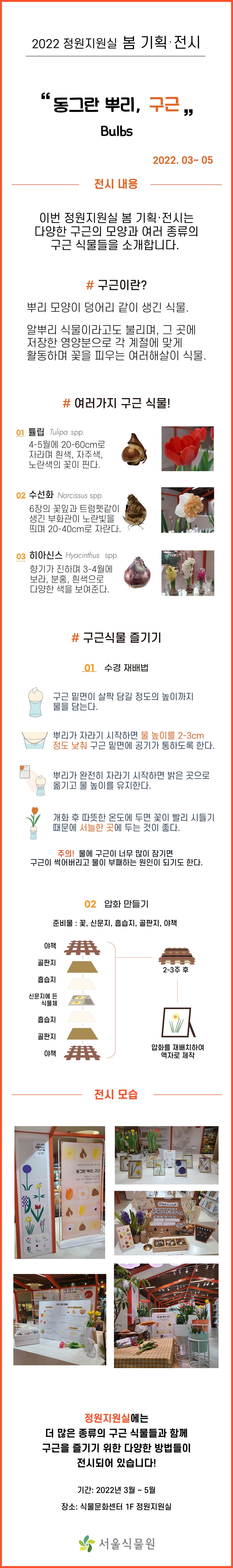 2022 정원지원실 봄 기획전시 동그란 뿌리, 구근 2022년3월부터 5월까지
전시내용 이번 정원지원실 봄 기획 전시는 다양한 구근의 모양과 여러 종류의 구근 식물들을 소개합니다. 
구근이란? 뿌리 모양이 덩어리 같이 생긴 식물. 알뿌리 식물이라고도 불리며, 그 곳에 저장한 영양분으로 각 계절에 맞게 활동하며 꽃을 피우는 여러해살이 식물. 
여러가지 구근 식물! 튤립 4-5월에 20-60센티미터로 자라며 흰색, 자주색, 노란색의 꽃이 핀다. 수선화 6장의 꽃잎과 트럼펫같이 생긴 부화관이 노란빛을 띄며 20-40센티미터로 자란다. 히아신스 향기가 진하며 3-4월에 보라, 분홍, 흰색으로 다양한 색을 보여준다.
구근식물 즐기기
수경재배법 구근 밑면이 살짝 담길 정도의 높이까지 물을 담는다. 뿌리가 자라기 시작하면 물 높이를 2-3센티미터 정도 낮춰 구근 밑면에 공기가 통하도록 한다. 뿌리가 완전히 자라기 시작하면 밝은 곳으로 옮기고 물 높이를 유지한다. 개화 후 따뜻한 온도에 두면 꽃이 빨리 시들기 때문에 서늘한 곳에 두는 것이 좋다. 주의! 물에 구근이 너무 많이 잠기면 구근이 썩어버리고 물이 부패하는 원인이 되기도 한다.
압화 만들기 준비물 꽃, 신문지, 흡습지, 골판지, 야책, 2-3주 후 압화를 재배치하여 액자로 제작
전시모습 사진
정원지원실에는 더 많은 종류의 구근 식물들과 함께 구근을 즐기기 위한 다양한 방법들이 전시되어 있습니다! 기간 2022년 3월부터 5월까지, 장소 식물문화센터 1층 정원지원실
서울식물원