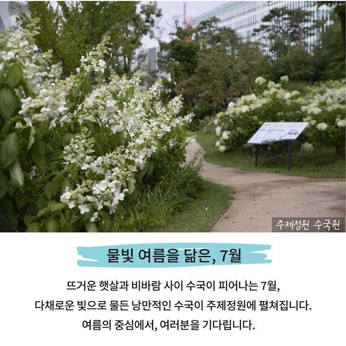 물빛 여름을 닮은, 7월 뜨거운 햇살과 비바람 사이 수국이 피어나는 7월, 다채로운 빛으로 물든 낭만적인 수국이 주제정원에 펼쳐집니다. 여름의 중심에서, 여러분을 기다립니다.