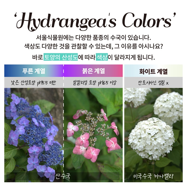 Hydrangea’s Colors 서울식물원에는 다양한 품종의 수국이 있습니다. 색상도 다양한 것을 관찰할 수 있는데, 그 이유를 아시나요? 바로 토양의 산성도에 따라 색상이 달라지게 됩니다.
산수국 푸른 계열 낮은 산성토양 pH 5.5미만, 붉은 계열 알칼리성 토양 pH6.5이상, 미국수국 ‘아나벨리’ 화이트 계열 안토시아닌 성질 아님.