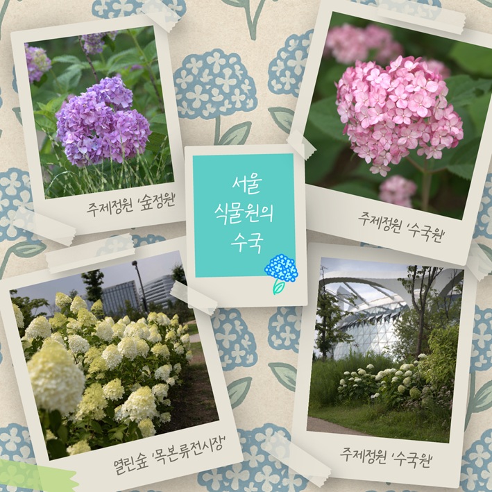 서울식물원의 수국 사진 주제정원 숲정원, 주제정원 수국원, 열린숲 목본류전시장, 주제정원 수국원