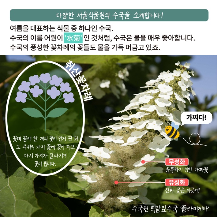 다양한 서울식물원의 수국을 소개합니다! 여름을 대표하는 식물 중 하나인 수국. 수국의 이름을 살펴보면 ‘수국’인 것처럼 물을 매우 좋아하는 것을 알 수 있습니다. 풍성한 꽃차례에는 가득 물을 머금고 있는 것 같습니다. 
취산꽃차례 꽃대 끝에 한 개의 꽃이 먼저 핀 뒤 그 주위의 가지 끝에 꽃이 피고 다시 가지가 갈라지며 꽃이 핍니다.
무성화 유혹하기 위한 가짜꽃
유성화 진짜 꽃은 이곳에!
수국원 떡갈잎수국 플라미게아