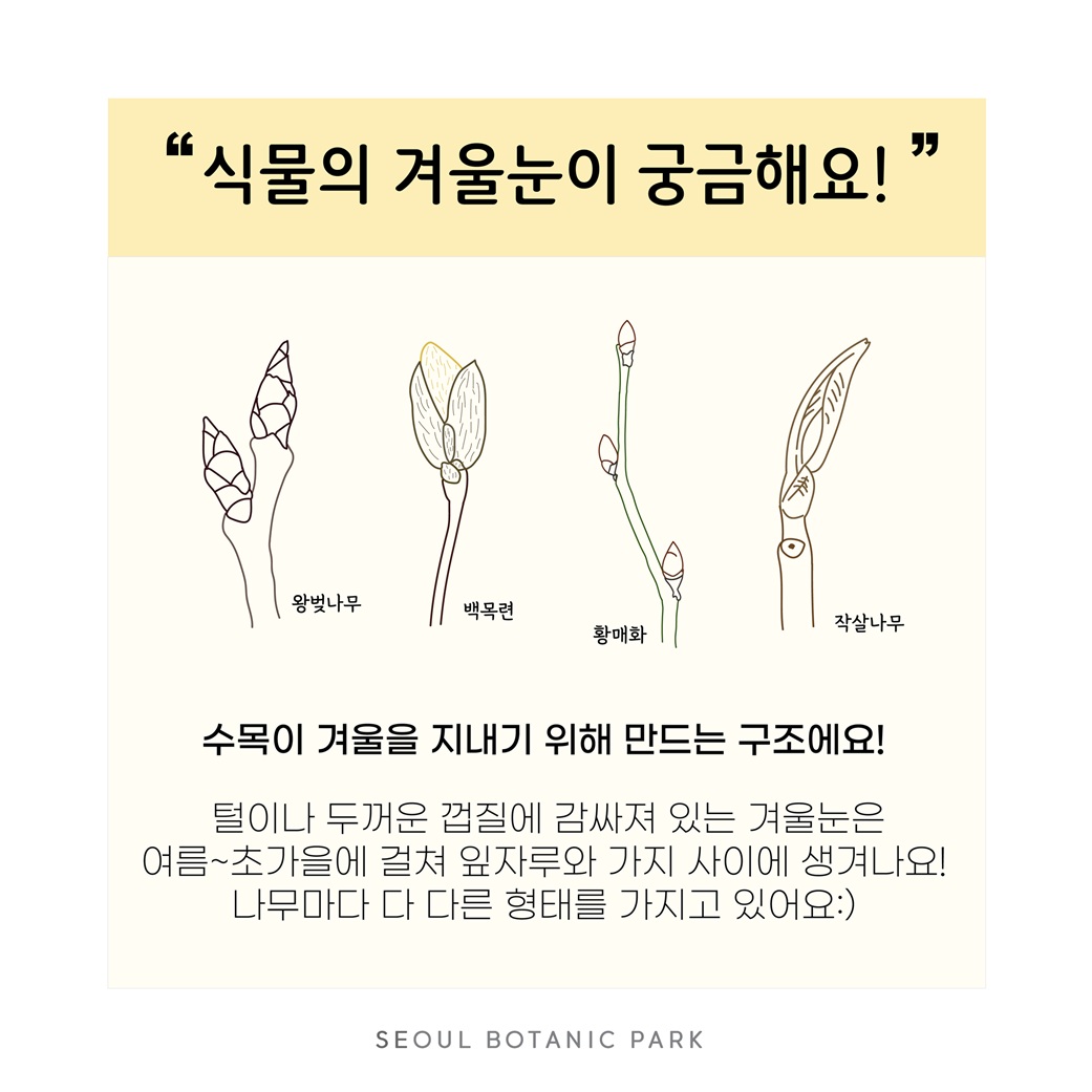 식물의 겨울눈이 궁금해요
왕벚나무, 백목련, 황매화, 작살나무 그림
수목이 겨울을 지내기 위해 만드는 구조예요. 털이나 두꺼운 껍질에 감싸져 있는 겨울눈은 여름, 초가을에 걸쳐 잎자루와 가지 사이에 생겨나요. 나무마다 다 다른 형태를 가지고 있어요. SEOUL BOTANIC PARK