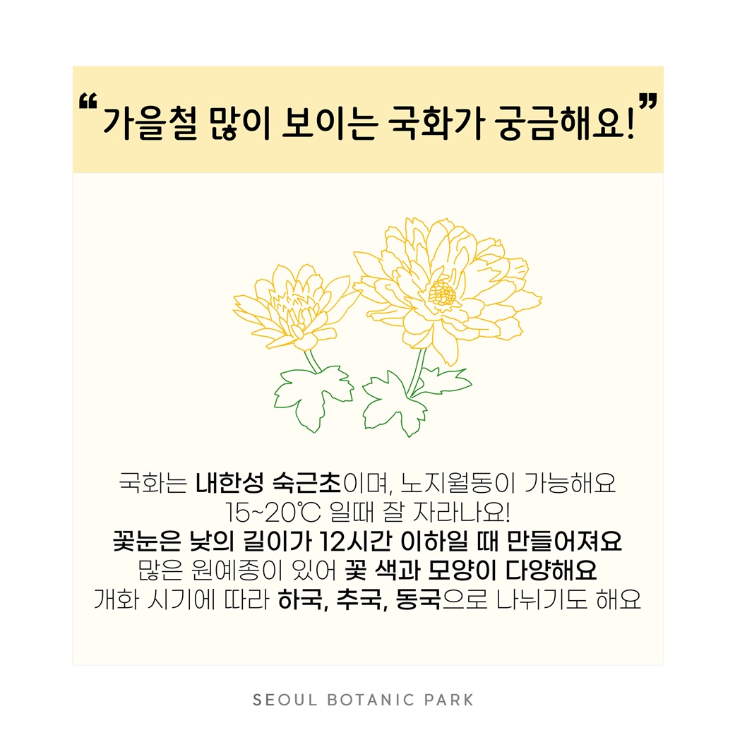 국화는 내한성 숙근초이며 노지월동이 가능해요. 15에서 20도 일 때 잘 자라나요. 꽃눈은 낮의 길이가 12시간 이하일 때 만들어져요. 많은 원예종이 있어 꽃 색과 모양이 다양해요. 개화 시기에 따라 하국, 추국, 동국으로 나뉘기도 해요.
SEOUL BOTANIC PARK