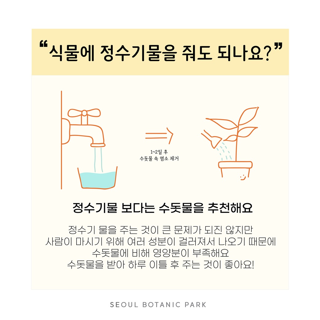 1,2일 후 수돗물 속 염소 제거 그림
정수기물 보다는 수돗물을 추천해요
정수기 물을 주는 것이 큰 문제가 되진 않지만 사람이 마시기 위해 여러 성분이 걸러져서 나오기 때문에 수돗물에 비해 영양분이 부족해요. 수돗물을 받아 하루 이틀 후 주는 것이 좋아요.
SEOUL BOTANIC PARK
