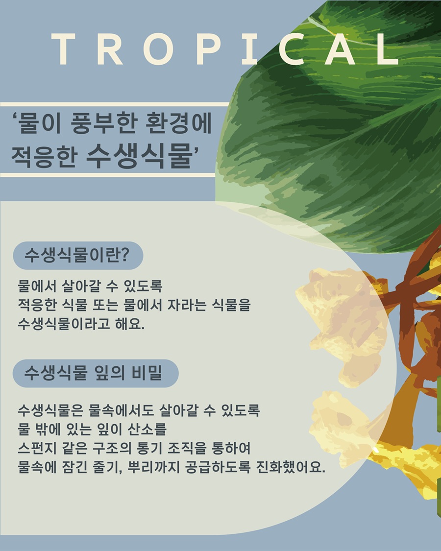 TROPICAL
물이 풍부한 환경에 적응한 수생식물
수생식물이란 물에서 살아갈 수 있도록 적응한 식물 또는 물에서 자라는 식물을 수생식물이라고 해요.
수생식물 잎의 비밀 수생식물은 물속에서도 살아갈 수 있도록 물 밖에 있는 잎이 산소를 스펀지 같은 구조의 통기 조직을 통하여 물속에 잠긴 줄기, 뿌리까지 공급하도록 진화했어요.