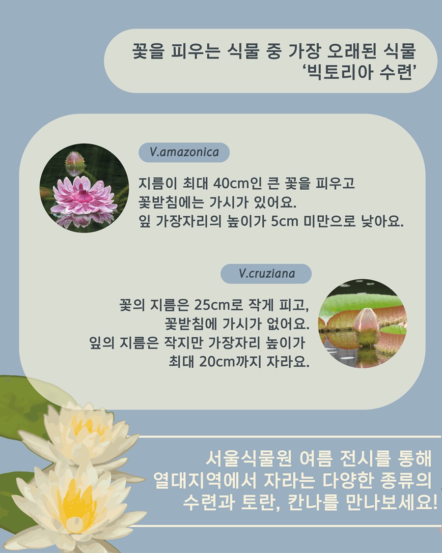 꽃을 피우는 식물 중 가장 오래된 식물 빅토리아 수련
V.amazonica 지름이 최대 40센티미터인 큰 꽃을 피우고 꽃받침에는 가시가 있어요. 잎 가장자리의 높이가 5cm 미만으로 낮아요.
V.cruziana 꽃의 지름은 25센티미터로 작게 피고 꽃받침에 가시가 없어요. 잎의 지름은 작지만 가장자리 높이가 최대 20센티미터까지 자라요.
서울식물원 여름 전시를 통해 열대지역에서 자라는 다양한 종류의 수련과 토란, 칸나를 만나보세요!