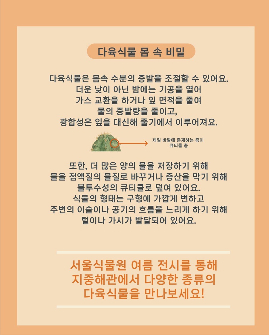 다육식물 몸 속의 비밀 
다육식물은 몸속 수분의 증발을 조절할 수 있어요. 더운 낮이 아닌 밤에는 기공을 열어 가스 교환을 하거나 잎 면적을 줄여 물의 증발량을 줄이고, 광합성은 잎을 대신해 줄기에서 이루어져요. 
제일 바깥에 존재하는 층이 큐티클 층 설명 이미지
또한 더 많은 양의 물을 저장하기 위해 물을 점액질의 물질로 바꾸거나 증산을 막기 위해 불투수성의 큐티클로 덮여 있어요. 식물의 형태는 구형에 가깝게 변하고 주변의 이슬이나 공기의 흐름을 느리게 하기 위해 털이나 가시가 발달되어 있어요.
서울식물원 여름 전시를 통해 지중해관에서 다양한 종류의 다육식물을 만나보세요