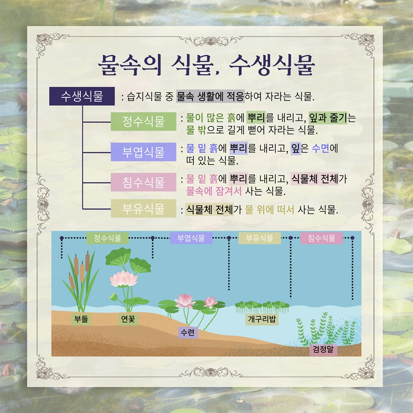 물속의 식물, 수생식물
수생식물 습지식물 중 물속 생활에 적응하여 자라는 식물. 
정수식물 물이 많은 흙에 뿌리를 내리고 잎과 줄기는 물 밖으로 길게 뻗어 자라는 식물.
부엽식물 물 밑 흙에 뿌리를 내리고 잎은 수면에 떠 있는 식물.
침수식물 물 밑 흙에 뿌리를 내리고 식물체 전체가 물속에 잠겨서 사는 식물.
부유식물 식물체 전체가 물 위에 떠서 사는 식물.