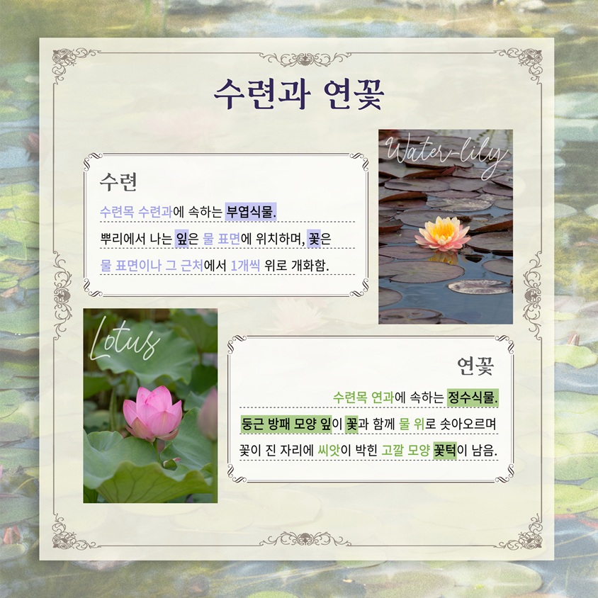 수련과 연꽃
수련 수련목 수련과에 속하는 부엽식물. 뿌리에서 나는 잎은 물 표면에 위치하며, 꽃은 물 표면이나 그 근처에서 1개씩 위로 개화함.
연꽃 수련목 연과에 속하는 정수식물. 둥근 방패 모양 잎이 꽃과 함께 물 위로 솟아오르며 꽃이 진 자리에 씨앗이 박힌 고깔 모양 꽃턱이 남음.
