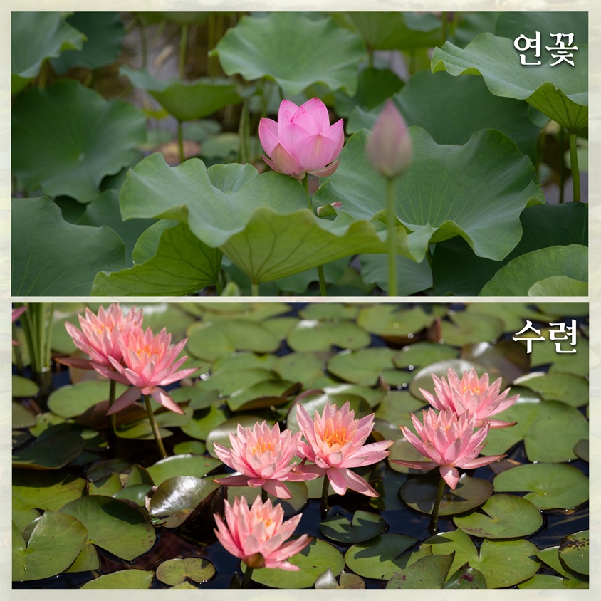 연꽃사진
수련사진