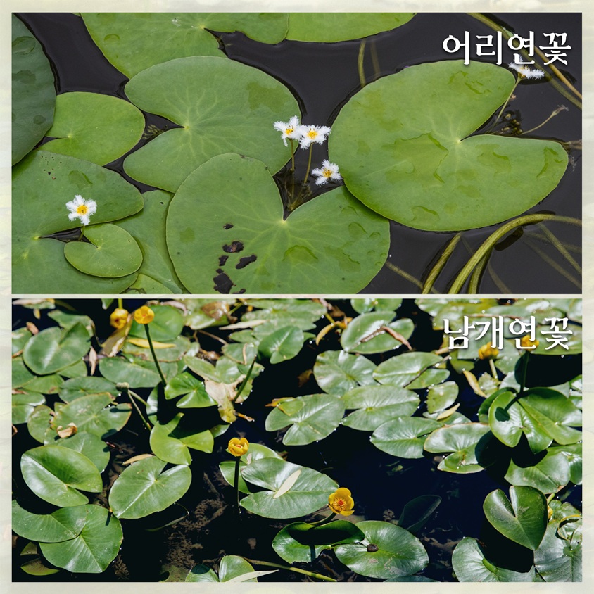 어리연꽃
남개연꽃